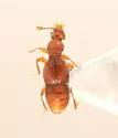 Actiastes foveicollis
