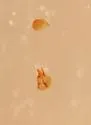 Actiastes foveicollis - photo 3
