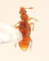 Actiastes foveicollis - photo 4