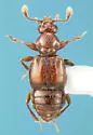 Actiastes globiferum - Actiastes globiferum