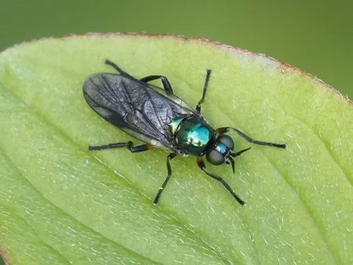 Actina chalybea