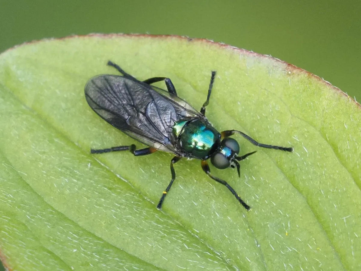 Actina chalybea - photo 3