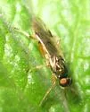 Actina viridis - photo 2