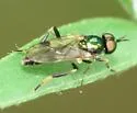 Actina viridis - photo 3