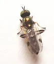 Actina viridis - photo 4