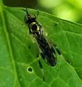 Actina viridis - photo 5