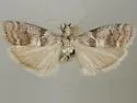 Actrix dissimulatrix - Hodges#5819