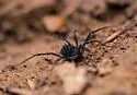 Acuclavella shoshone - photo 2
