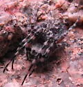 Aculepeira carbonarioides - photo 2