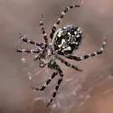 Aculepeira carbonarioides - photo 3