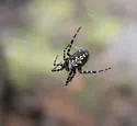 Aculepeira carbonarioides - photo 5