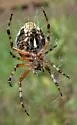 Aculepeira packardi - Aculepeira packardi