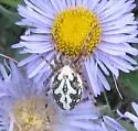 Aculepeira packardi - photo 3