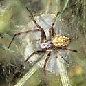 Aculepeira packardi - photo 5