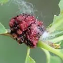 Aculops aenigma