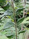 Aculops ailanthii - photo 4