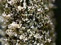 Hemp Russet Mite