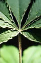 Hemp Russet Mite - photo 2