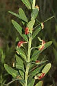 Aculops euphorbicolus - photo 4