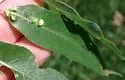 Willow Bead Gall Mite