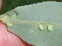 Willow Bead Gall Mite - photo 2