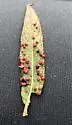 Willow Bead Gall Mite - photo 4