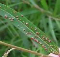 Willow Bead Gall Mite - photo 5