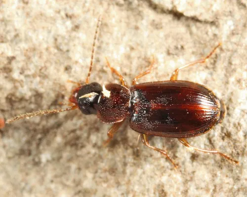 Beloved Harp Ground Beetle