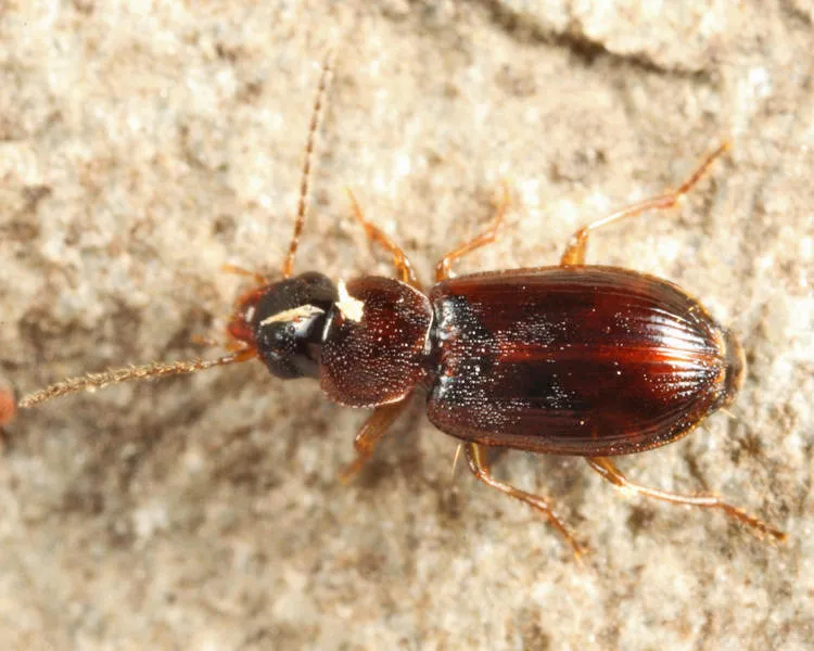 Beloved Harp Ground Beetle - photo 2