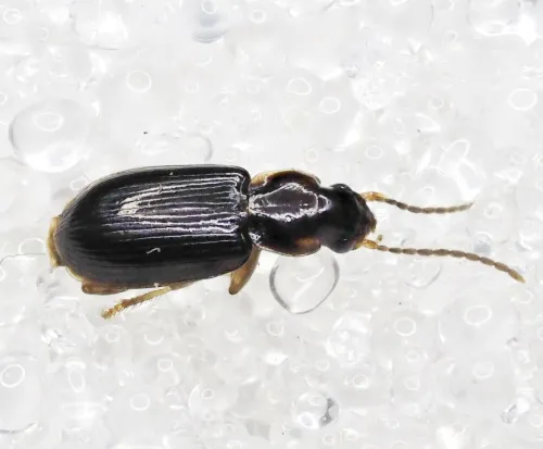 Acupalpus dubius