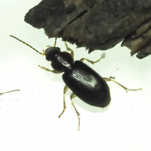 Acupalpus dubius - photo 2