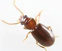 Acupalpus hydropicus