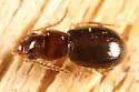 Acupalpus hydropicus - photo 2