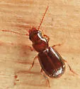 Acupalpus hydropicus - photo 3