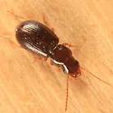 Acupalpus hydropicus - photo 4