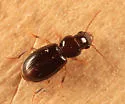 Acupalpus hydropicus - photo 5