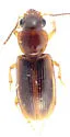 Acupalpus indistinctus - photo 3