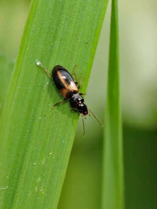Acupalpus meridianus