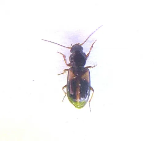 Acupalpus meridianus - photo 2
