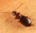 Acupalpus nanellus