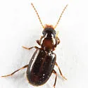Acupalpus nanellus - photo 2