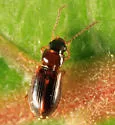 Acupalpus nanellus - photo 3