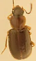 Acupalpus nanellus - photo 4