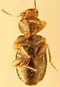 Acupalpus nanellus - photo 5