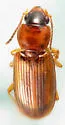 Acupalpus partiarius - Acupalpus partiarius