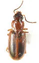 Acupalpus partiarius - photo 2