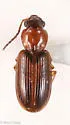 Acupalpus partiarius - photo 4