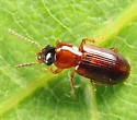 Acupalpus pauperculus - photo 4