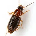 Acupalpus pauperculus - photo 5