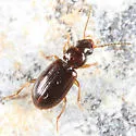 Acupalpus pumilus